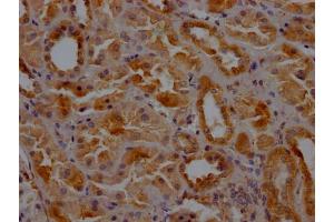 IHC image of ABIN7147846 diluted at 1:200 and staining in paraffin-embedded human kidney tissue performed on a Leica BondTM system.