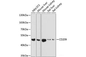 Western blot analysis of extracts of various cell lines using CD209 Polyclonal Antibody at dilution of 1:1000. (DC-SIGN/CD209 anticorps)