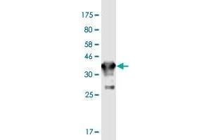 Western Blot detection against Immunogen (36. (GJD2 anticorps  (AA 99-197))