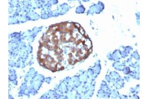 Formalin-paraffin rat pancreas stained with Chromogranin A antibody (CHGA/798)
