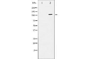 Western blot analysis of ATPase phosphorylation expression in PMA treated 293 whole cell lysates,The lane on the left is treated with the antigen-specific peptide. (ATP1A1 anticorps  (pSer16))