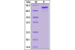 Mouse ErbB3, His Tag on  under reducing (R) condition. (ERBB3 Protein (AA 20-641) (His tag))