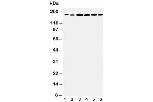 Western blot testing of Laminin gamma 1 antibody and Lane 1:  rat kidney