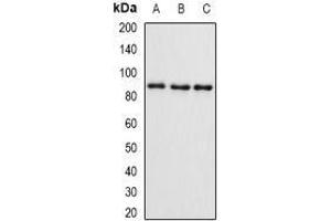 Western Blotting (WB) image for anti-SET and MYND Domain Containing 4 (SMYD4) (AA 1-260) antibody (ABIN6004721) (SMYD4 anticorps  (AA 1-260))