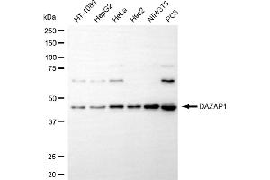 anti-DAZ Associated Protein 1 (DAZAP1) antibody