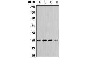 Western blot analysis of 14-3-3 zeta expression in MCF7 (A), HeLa (B), SP2/0 (C), H9C2 (D) whole cell lysates. (14-3-3 zeta anticorps  (C-Term))