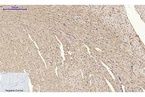 Immunohistochemical analysis of paraffin-embedded mouse heart tissue.