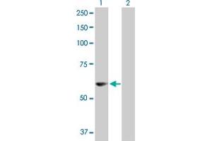 Western Blot analysis of PDZD3 expression in transfected 293T cell line by PDZD3 MaxPab polyclonal antibody.