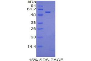SDS-PAGE analysis of Mouse Ephrin A4 Protein. (EFNA4 Protéine)