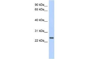 Western Blotting (WB) image for anti-Coiled-Coil Domain Containing 70 (CCDC70) antibody (ABIN2459717) (CCDC70 anticorps)