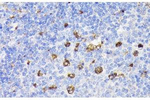 Immunohistochemistry of paraffin-embedded Rat spleen using PSAP Polyclonal Antibody at dilution of 1:200 (40x lens). (Prosaposin anticorps)