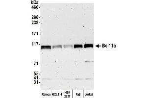 Western Blotting (WB) image for anti-B-Cell CLL/lymphoma 11A (Zinc Finger Protein) (BCL11A) (C-Term) antibody (ABIN7449871) (BCL11A anticorps  (C-Term))