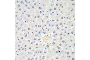 Immunohistochemistry of paraffin-embedded rat liver using WDR48 antibody.