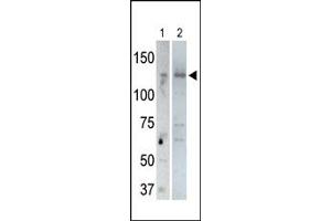 Western Blotting (WB) image for anti-Ubiquitin Specific Peptidase 25 (USP25) (C-Term) antibody (ABIN357563) (USP25 anticorps  (C-Term))