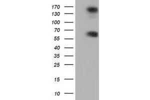 Western Blotting (WB) image for anti-Butyrophilin, Subfamily 1, Member A1 (BTN1A1) antibody (ABIN1496993) (BTN1A1 anticorps)