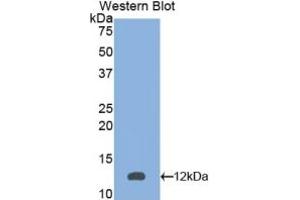 WB of Protein Standard: different control antibodies against Highly purified E.