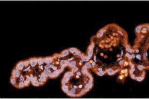 Immunofluorescence staining of a rabbit brain section.
