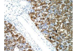 Image no. 1 for anti-Nuclear Transcription Factor Y, alpha (NFYA) (C-Term) antibody (ABIN6735785)