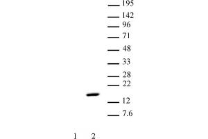 Histone H2A phospho Thr120 pAb tested by Western blot. (Histone H2A anticorps  (pThr120))