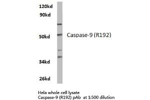 Western blot (WB) analysis of Caspase 9 antibody in extracts from hela cells. (Caspase 9 anticorps)
