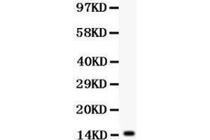 Anti- IL15 antibody, Western blotting All lanes: Anti IL15  at 0. (IL-15 anticorps  (AA 49-162))