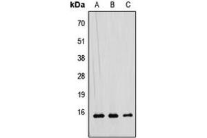 Western blot analysis of RAD52B expression in HEK293T (A), Raw264.