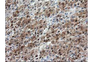 Image no. 5 for anti-Aminoacylase 1 (ACY1) antibody (ABIN1496452) (Aminoacylase 1 anticorps)