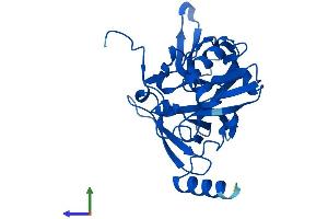 AlphaFold protein structure predicition of Human Recombinant RPS4Y1 Protein, UniprotID P22090