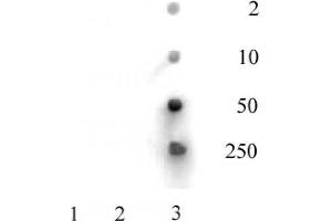 Histone H3 acetyl Lys36 antibody tested by dot blot analysis. (Histone 3 anticorps  (H3K36ac))