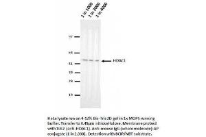 Image no. 1 for anti-Histone Deacetylase 1 (HDAC1) (AA 467-482) antibody (ABIN1042601) (HDAC1 anticorps  (AA 467-482))