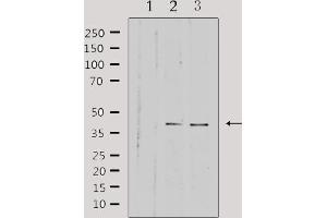 Western blot analysis of extracts from various samples, using HSD3B7 Antibody. (HSD3B7 anticorps  (Internal Region))
