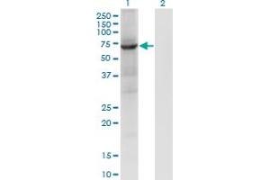 Western Blot analysis of PTPN9 expression in transfected 293T cell line by PTPN9 monoclonal antibody (M04), clone 2F12. (PTPN9 anticorps  (AA 1-100))