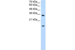 Western Blotting (WB) image for anti-Heterogeneous Nuclear Ribonucleoprotein U-Like 1 (HNRNPUL1) antibody (ABIN2462335) (HNRNPUL1 anticorps)