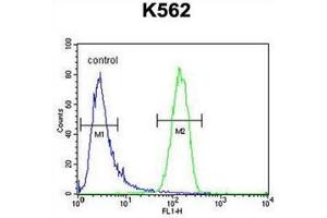 Flow cytometric analysis of K562 cells using GAGE13 Antibody (N-term) Cat. (G Antigen 13 anticorps  (N-Term))