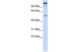 WB Suggested Anti-UHRF2 Antibody Titration:  0.