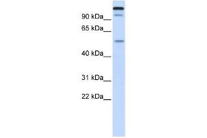 WB Suggested Anti-UHRF2 Antibody Titration:  0. (UHRF2 anticorps  (Middle Region))