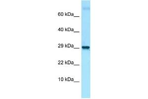 Host: Rabbit Target Name: Lmo2 Antibody Dilution: 1. (LMO2 anticorps  (C-Term))