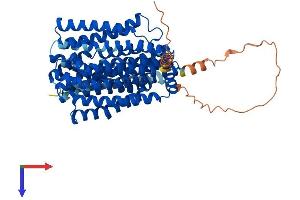 AlphaFold protein structure predicition of Mouse Recombinant Slc47a1 Protein, UniprotID Q8K0H1