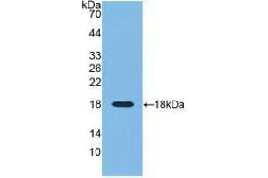 Western blot analysis of recombinant Human RNASE3.