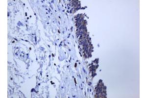Image no. 1 for anti-Protocadherin 7 (PCDH7) antibody (ABIN1500048) (PCDH7 anticorps)