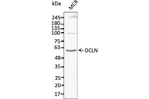Western Blotting (WB) image for anti-Occludin (OCLN) (C-Term) antibody (ABIN7273069) (Occludin anticorps  (C-Term))