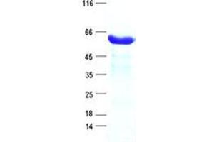 Validation with Western Blot