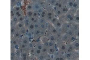 anti-Histone Cluster 2, H3a (HIST2H3A) (AA 1-136) antibody