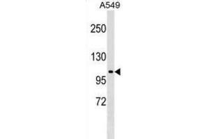 Western Blotting (WB) image for anti-HECT Domain Containing 3 (HECTD3) antibody (ABIN2999468) (HECTD3 anticorps)