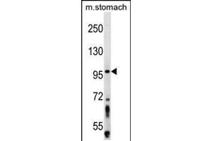 Western blot analysis in mouse stomach tissue lysates (35ug/lane). (ZW10 anticorps  (N-Term))