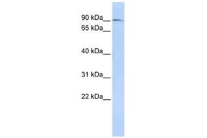 NCAPH antibody used at 1 ug/ml to detect target protein. (NCAPH anticorps  (N-Term))