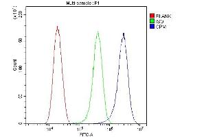 Flow Cytometry analysis of Hela cells using anti-CPM antibody (ABIN4886547). (CPM anticorps  (C-Term))