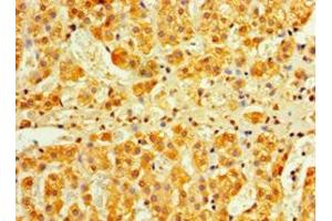 Immunohistochemistry of paraffin-embedded human adrenal gland tissue using ABIN7156569 at dilution of 1:100 (IFNA4 anticorps  (AA 24-189))