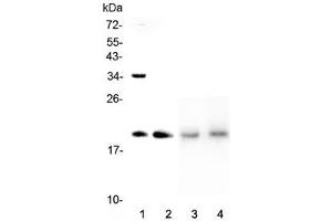 Western blot testing of 1) human HeLa, 2) human placenta, 3) rat lung and 4) mouse lung lysate with Dermatopontin antibody at 0. (Dermatopontin anticorps  (AA 19-201))