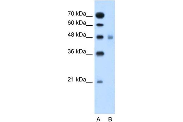 SLC17A4 antibody  (Middle Region)